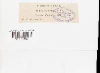 Pachykytospora alabamae image