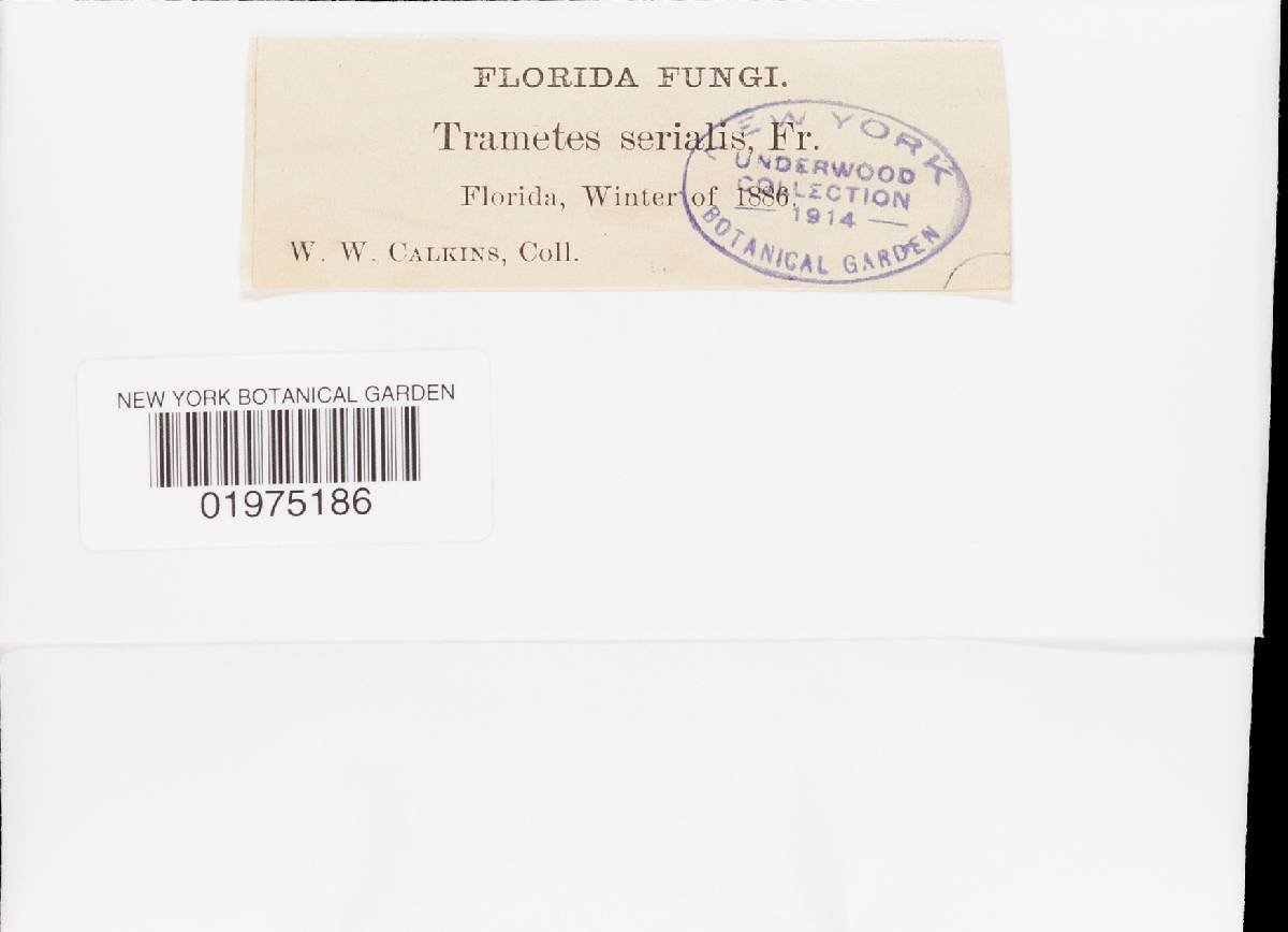 Pachykytospora alabamae image