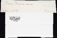 Pachykytospora alabamae image