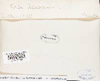 Pachykytospora alabamae image