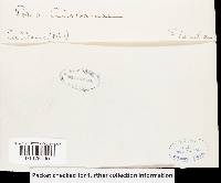 Pachykytospora alabamae image