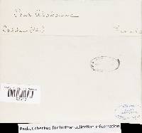 Pachykytospora alabamae image