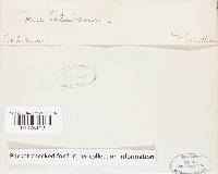 Pachykytospora alabamae image