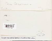 Pachykytospora alabamae image