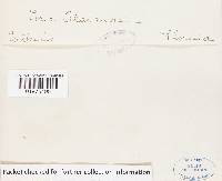 Pachykytospora alabamae image