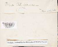 Pachykytospora alabamae image