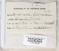 Mycobonia flava image