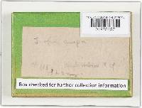 Plicaturopsis crispa image