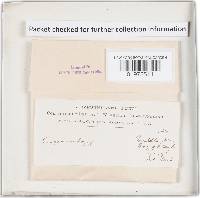 Plicaturopsis crispa image