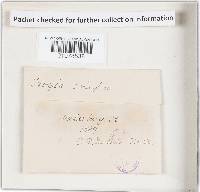 Plicaturopsis crispa image