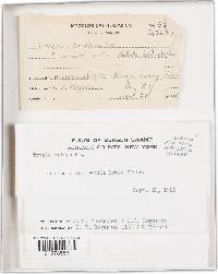 Plicaturopsis crispa image