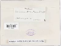 Thumbnail image of current specimen