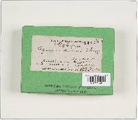 Agaricus arvensis image