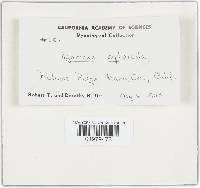 Agaricus silvicola image