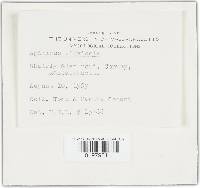 Agaricus silvicola image