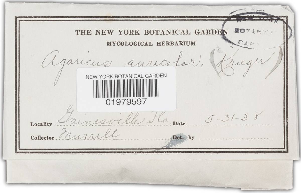 Agaricus auricolor image