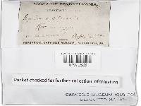 Agaricus silvicola image