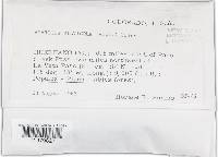 Agaricus silvicola image