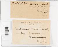 Conocybe apala image