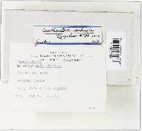 Cantharellula umbonata image