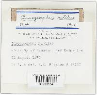 Chroogomphus rutilus image