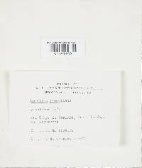 Merulius tremellosus image