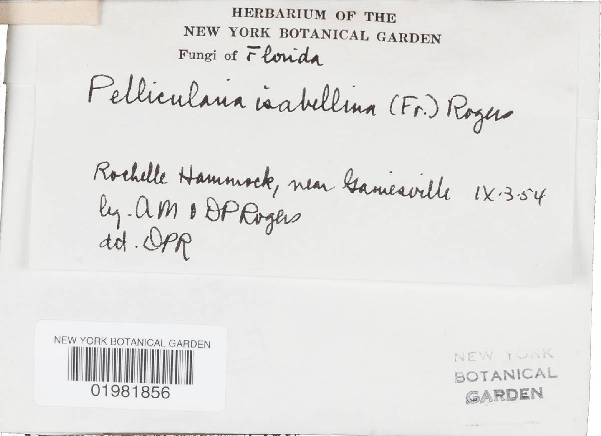 Botryohypochnus isabellinus image