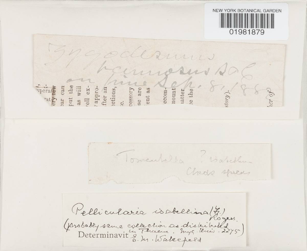 Botryohypochnus isabellinus image