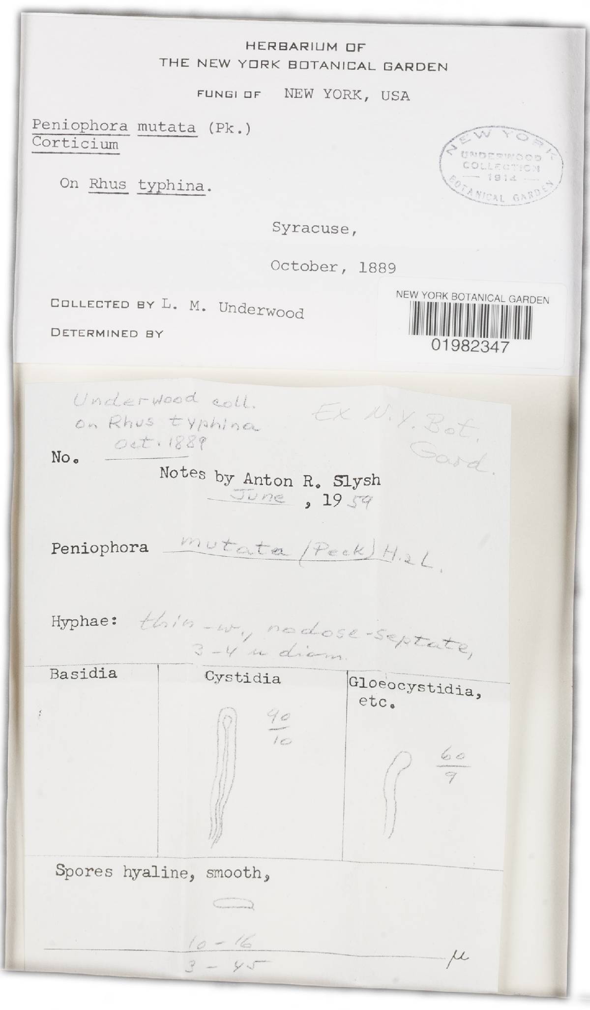 Mutatoderma mutatum image