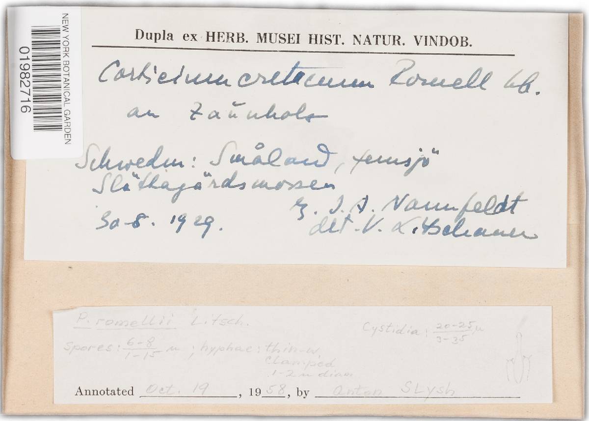 Cabalodontia cretacea image