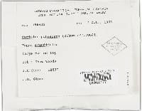 Trametes pubescens image