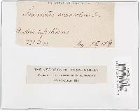 Trametes suaveolens image