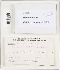 Cyphellopsis anomala image