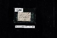 Cantharellus minor image