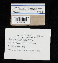 Chondrostereum purpureum image
