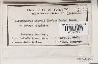 Aleurodiscus oakesii image