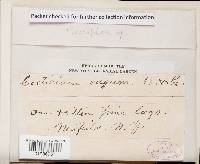 Botryobasidium vagum image