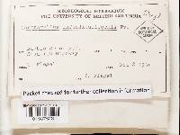 Cantharellus lateritius image