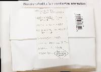 Cantharellus minor image