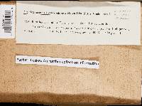 Ceraceomyces serpens image