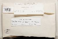 Chondrostereum purpureum image