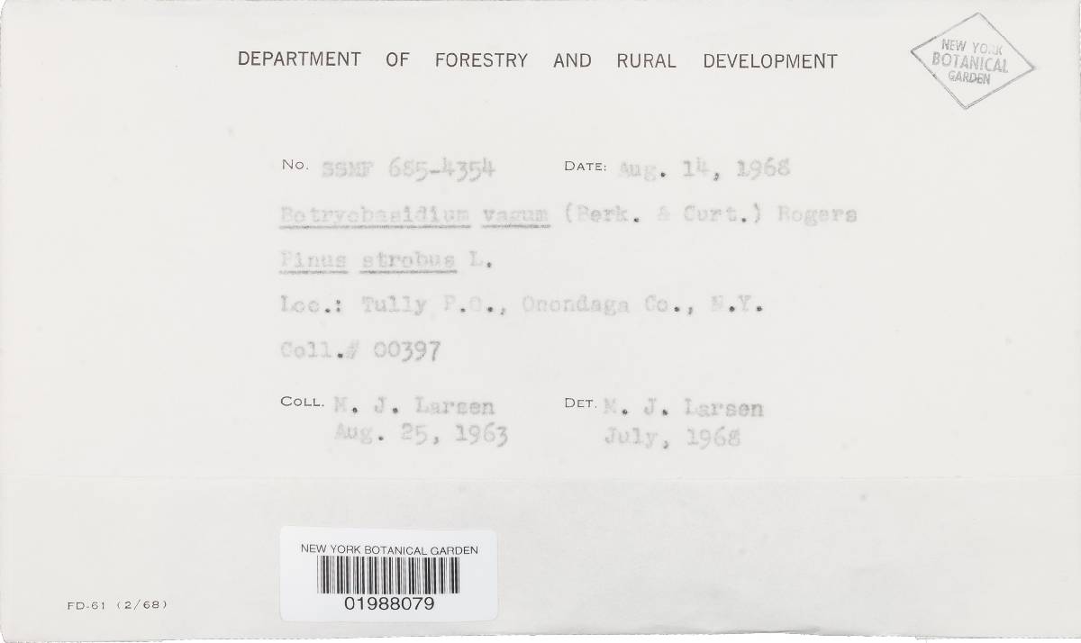 Botryobasidium vagum image