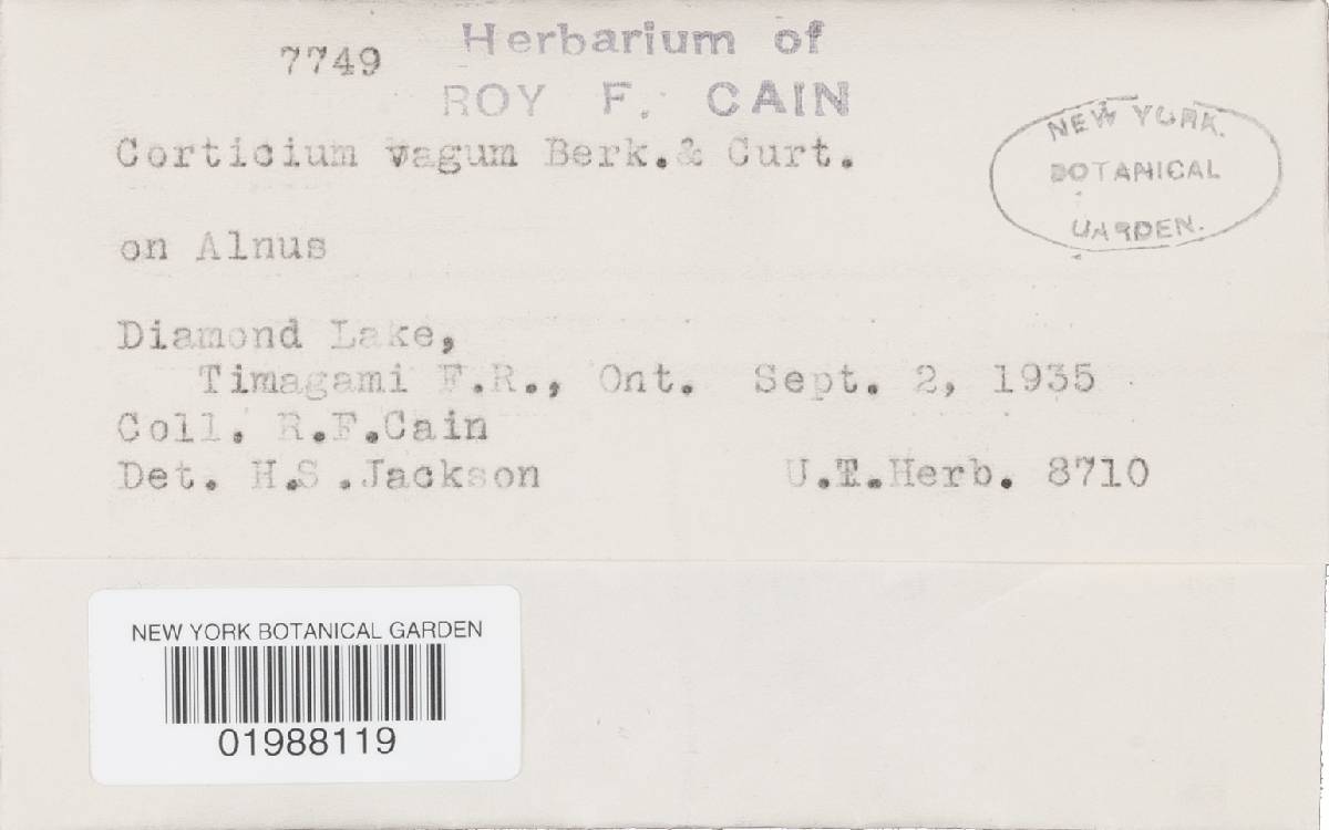 Botryobasidium vagum image