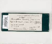 Peniophora cinerea image