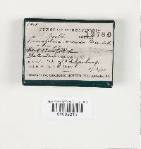 Phanerochaete sordida image