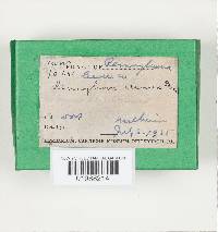 Phanerochaete sordida image