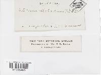 Peniophora albobadia image