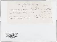 Peniophora cinerea image