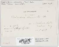 Peniophora cinerea image