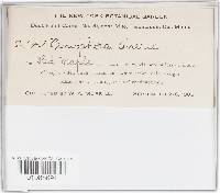 Peniophora cinerea image